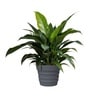 Grey 21 Inch German Polymer Round Plant Container