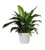 Marble White 14 Inch German Polymer Round Plant Container