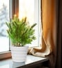 White 12 Inch German Polymer Round Plant Container