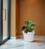 White 12 Inch German Polymer Round Plant Container