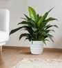 White 14 Inch German Polymer Round Plant Container