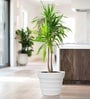 White 14 Inch German Polymer Round Plant Container