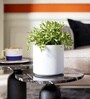 White German Polymer Round Planter Cilin 10 Inch