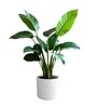Mable White German Polymer Round Planter Cilin 12 Inch