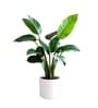 White German Polymer Round Planter Cilin 15 Inch