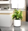 White German Polymer Round Planter Cilin 15 Inch