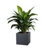Grey German Polymer Square Planter Cubo 12 Inch
