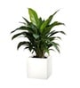 White German Polymer Square Planter Cubo 15 Inch