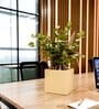 Beige German Polymer Square Planter Cubo 6 Inch