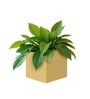 Beige German Polymer Square Planter Cubo 6 Inch