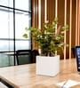 White German Polymer Square Planter Cubo 6 Inch