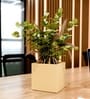 Beige German Polymer Square Planter Cubo 8 Inch