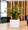 White German Polymer Square Planter Cubo 8 Inch