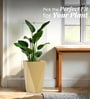 Beige German Polymer Diamond Shape Planter Dmd 24 Inch