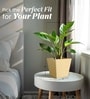 Beige German Polymer Square Planter Gk 10 Inch