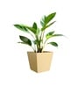 Beige German Polymer Square Planter Gk 10 Inch