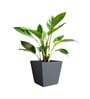 Grey German Polymer Square Planter Gk 10 Inch