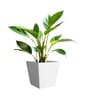 White German Polymer Square Planter Gk 10 Inch