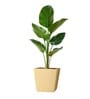 Beige German Polymer Square Planter Gk 12 Inch