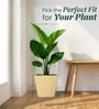 Beige German Polymer Square Planter Gk 14 Inch