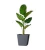 Grey German Polymer Square Planter Gk 14 Inch