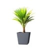 Grey German Polymer Square Planter Gk 20 Inch