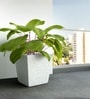 Marble White German Polymer Square Planter Gk 20 Inch