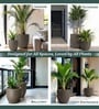 Choco Brown German Polymer Round Planter Pcup 10 Inch