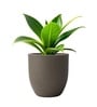 Choco Brown German Polymer Round Planter Pcup 10 Inch