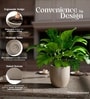 Choco Brown German Polymer Round Planter Pcup 10 Inch