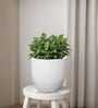 White German Polymer Round Planter Pcup 10 Inch