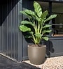 Choco Brown German Polymer Round Planter Pcup 20 Inch