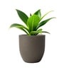Choco Brown German Polymer Round Planter Pcup 20 Inch