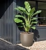 Choco Brown German Polymer Round Planter Pcup 24 Inch