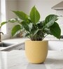 Beige German Polymer Round Planter Pcup 6 Inch