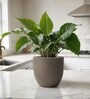 Choco Brown German Polymer Round Planter Pcup 6 Inch
