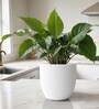 White German Polymer Round Planter Pcup 6 Inch