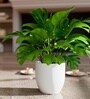 White German Polymer Round Planter Pcup 6 Inch