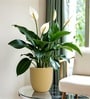 Beige German Polymer Round Planter Pcup 8 Inch