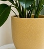 Beige German Polymer Round Planter Pcup 8 Inch
