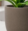 Choco Brown German Polymer Round Planter Pcup 8 Inch