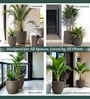 Choco Brown German Polymer Round Planter Pcup 8 Inch