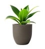 Choco Brown German Polymer Round Planter Pcup 8 Inch