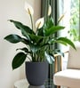 Grey German Polymer Round Planter Pcup 8 Inch