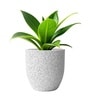 Marble White German Polymer Round Planter Pcup 8 Inch