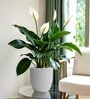 Marble White German Polymer Round Planter Pcup 8 Inch