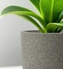 Victoria Grey German Polymer Round Planter Pcup 8 Inch
