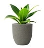 Victoria Grey German Polymer Round Planter Pcup 8 Inch