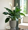 Victoria Grey German Polymer Round Planter Pcup 8 Inch