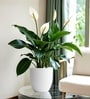 White German Polymer Round Planter Pcup 8 Inch
